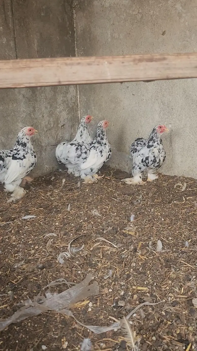 mottled bantam — photo 3