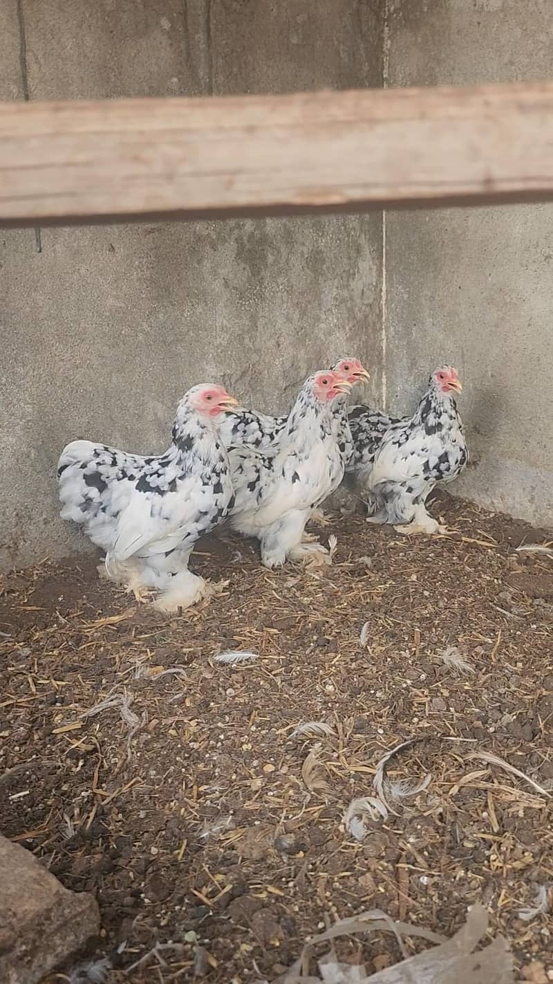 mottled bantam 3