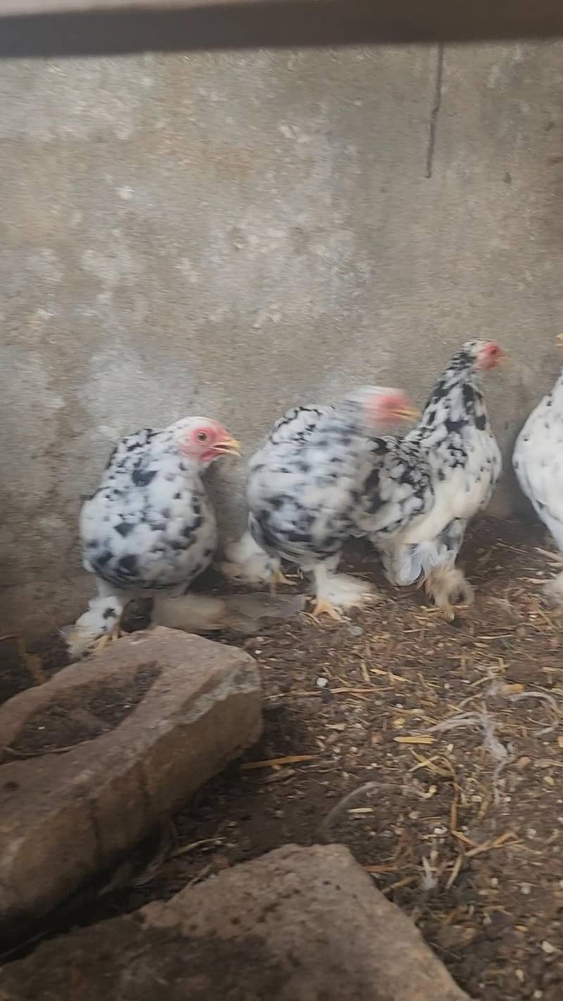 mottled bantam 4