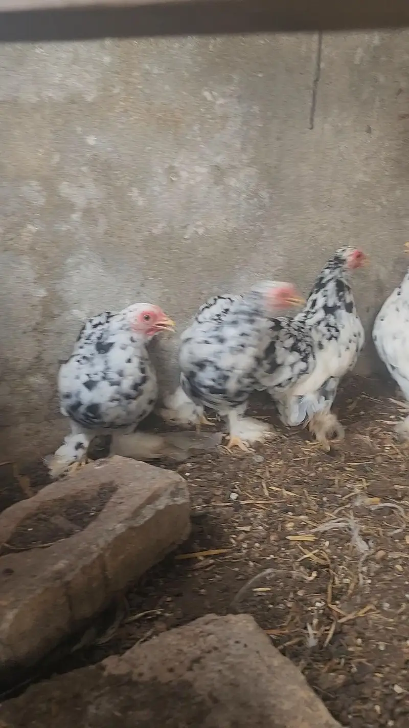 mottled bantam — photo 5
