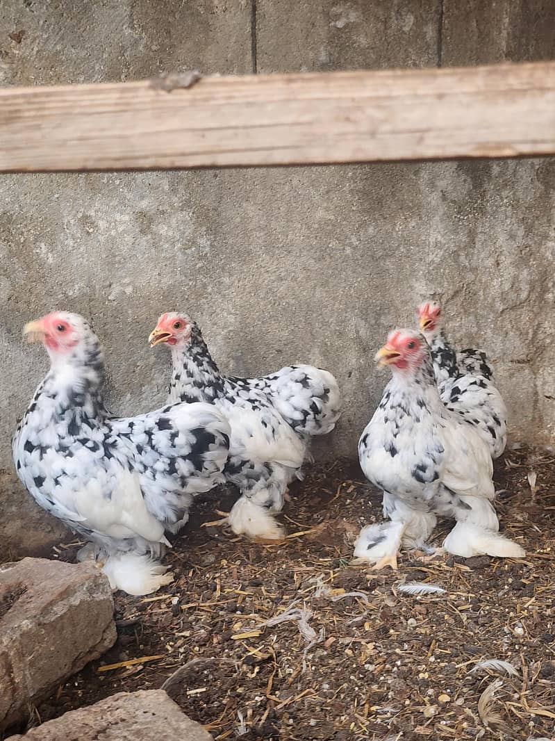 mottled bantam 5