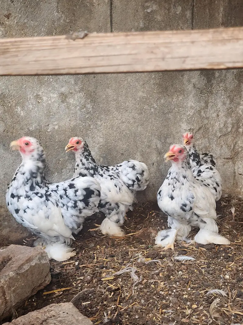 mottled bantam — photo 6