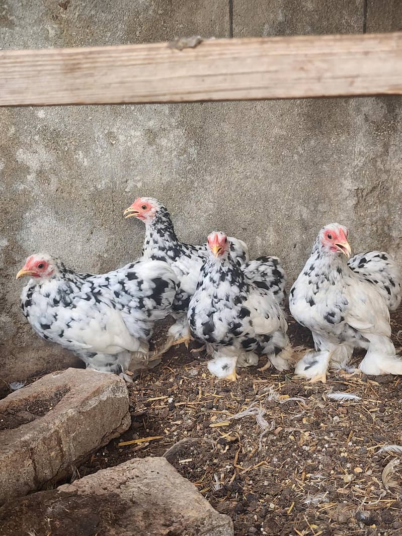 mottled bantam 6