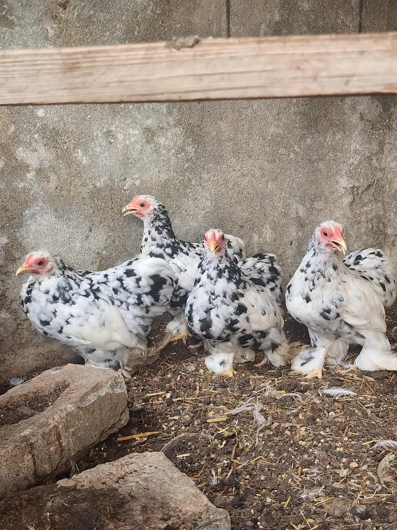 mottled bantam — photo 7