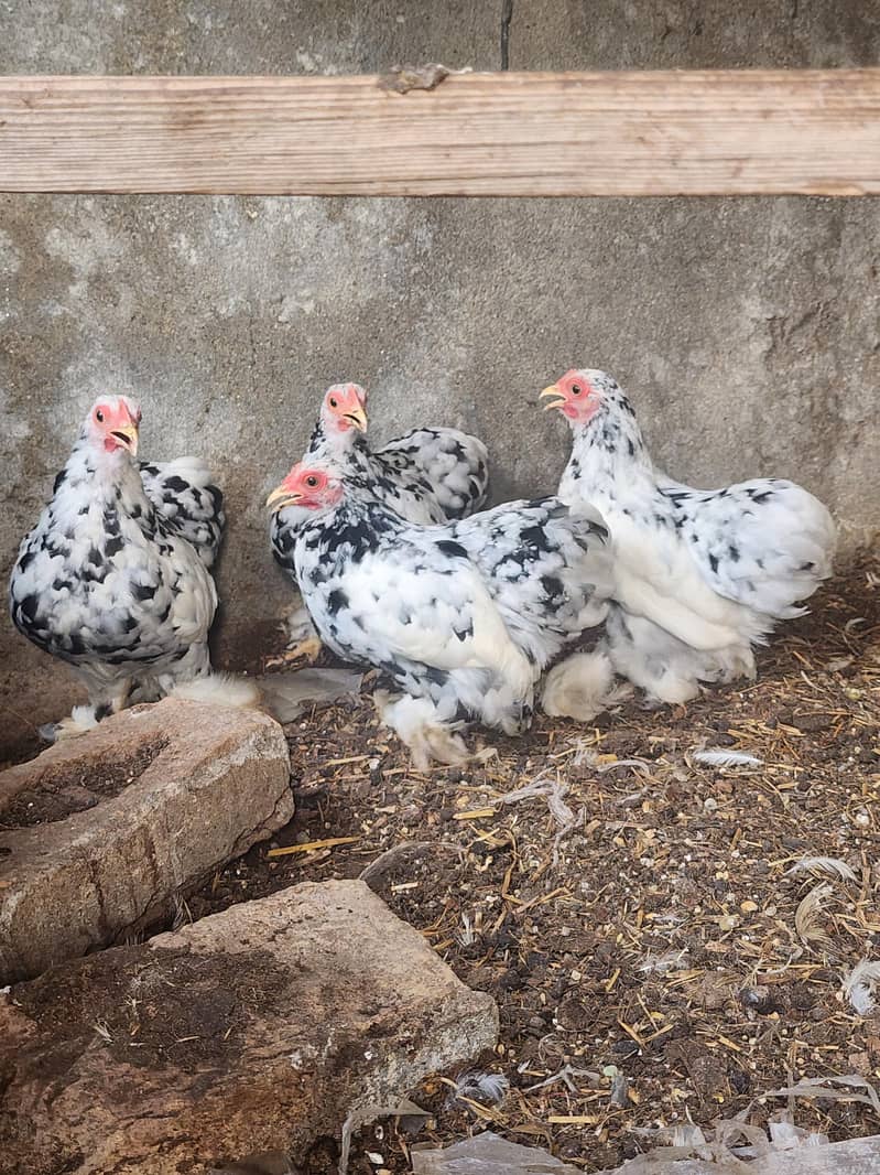 mottled bantam 7