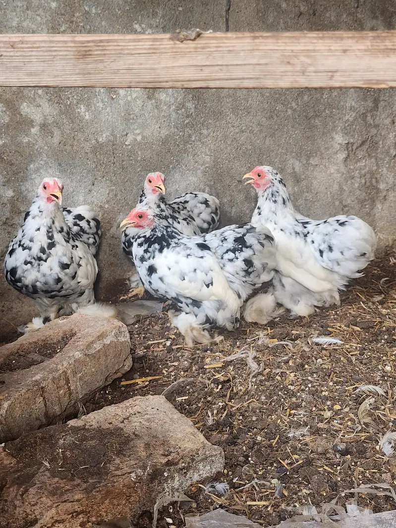 mottled bantam — photo 8