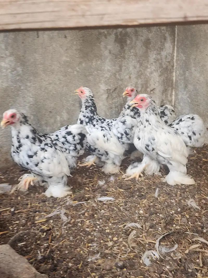 mottled bantam — photo 9