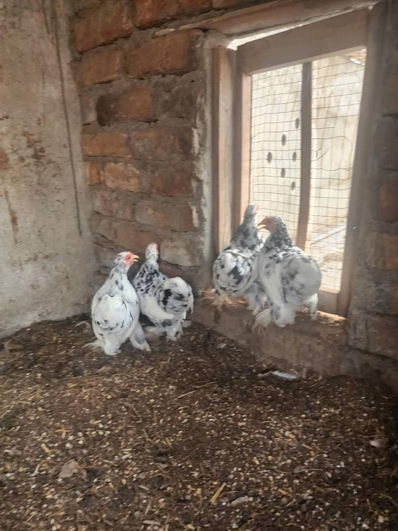 mottled bantam 9