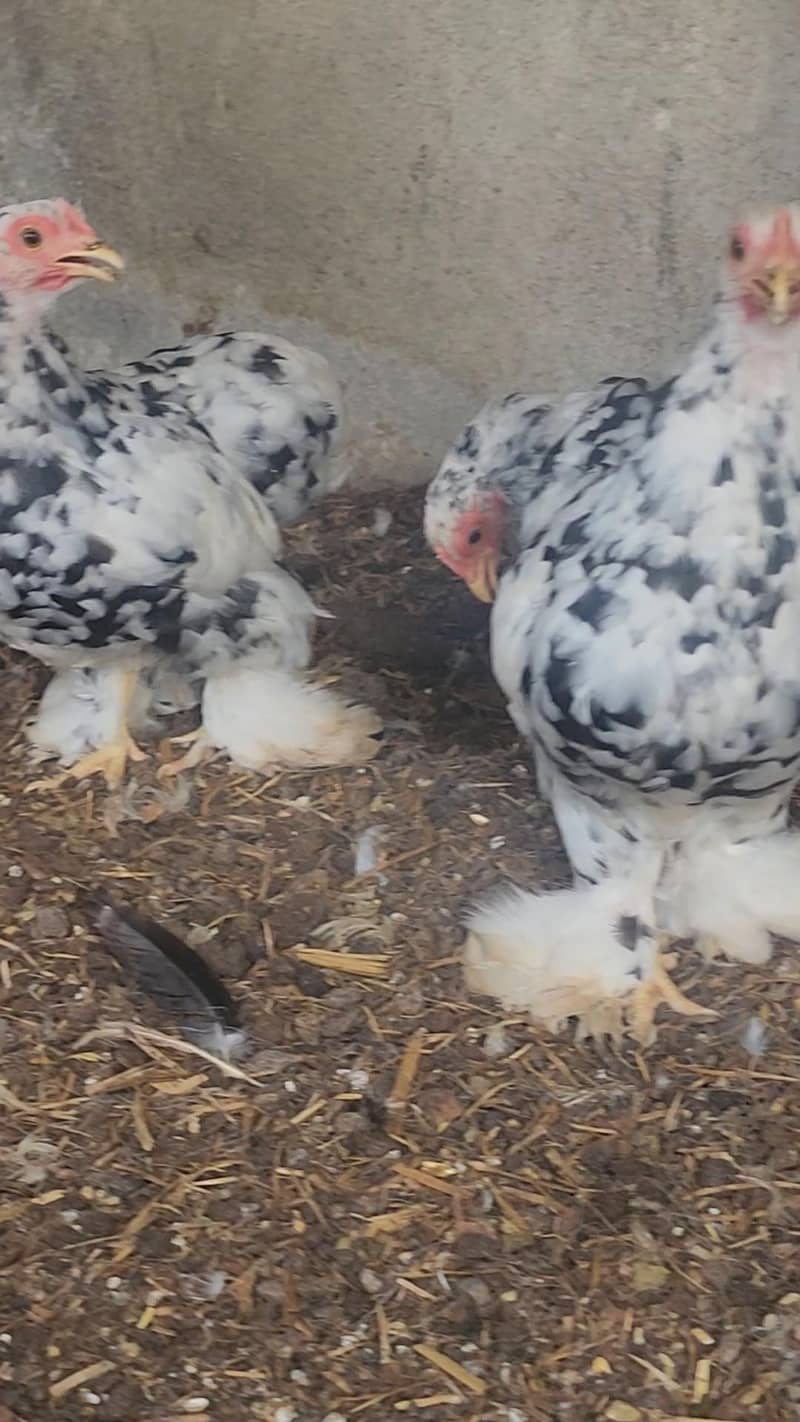 mottled bantam 10
