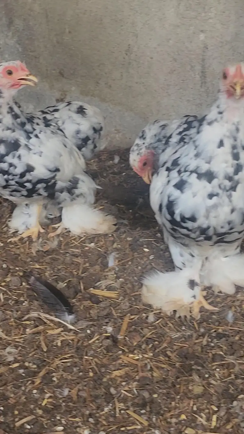 mottled bantam — photo 11