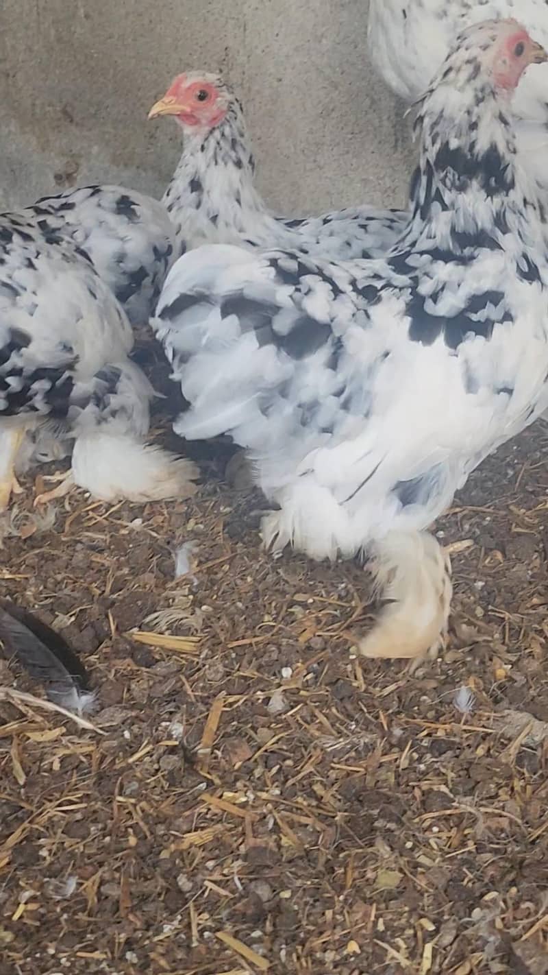 mottled bantam 11