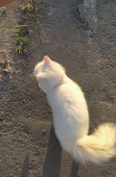 Persian punch face puremale for sale & exchange 0/3/2/3/6/4/1/8/3/7/0