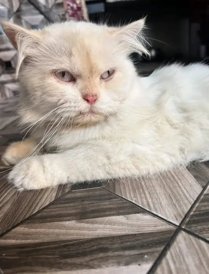 Persian punch face puremale for sale & exchange 0/3/2/3/6/4/1/8/3/7/0 — photo 2