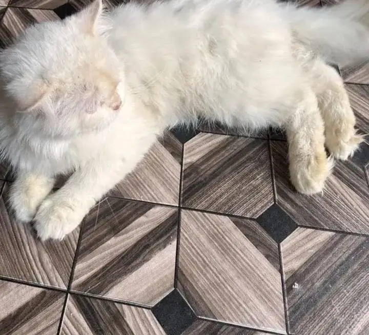 Persian punch face puremale for sale & exchange 0/3/2/3/6/4/1/8/3/7/0 — photo 4