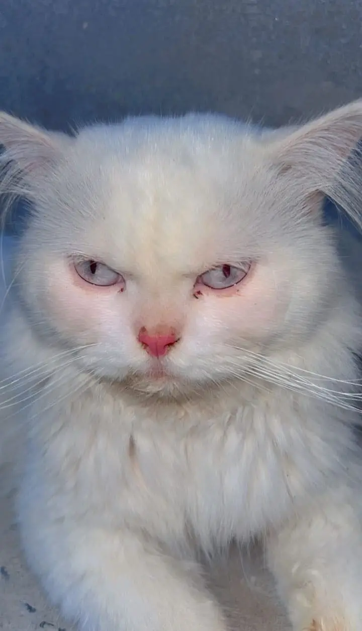 Persian punch face puremale for sale & exchange 0/3/2/3/6/4/1/8/3/7/0 — photo 5