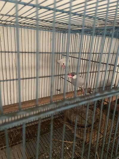 Java diamond dove cage boxes samundri jaagh