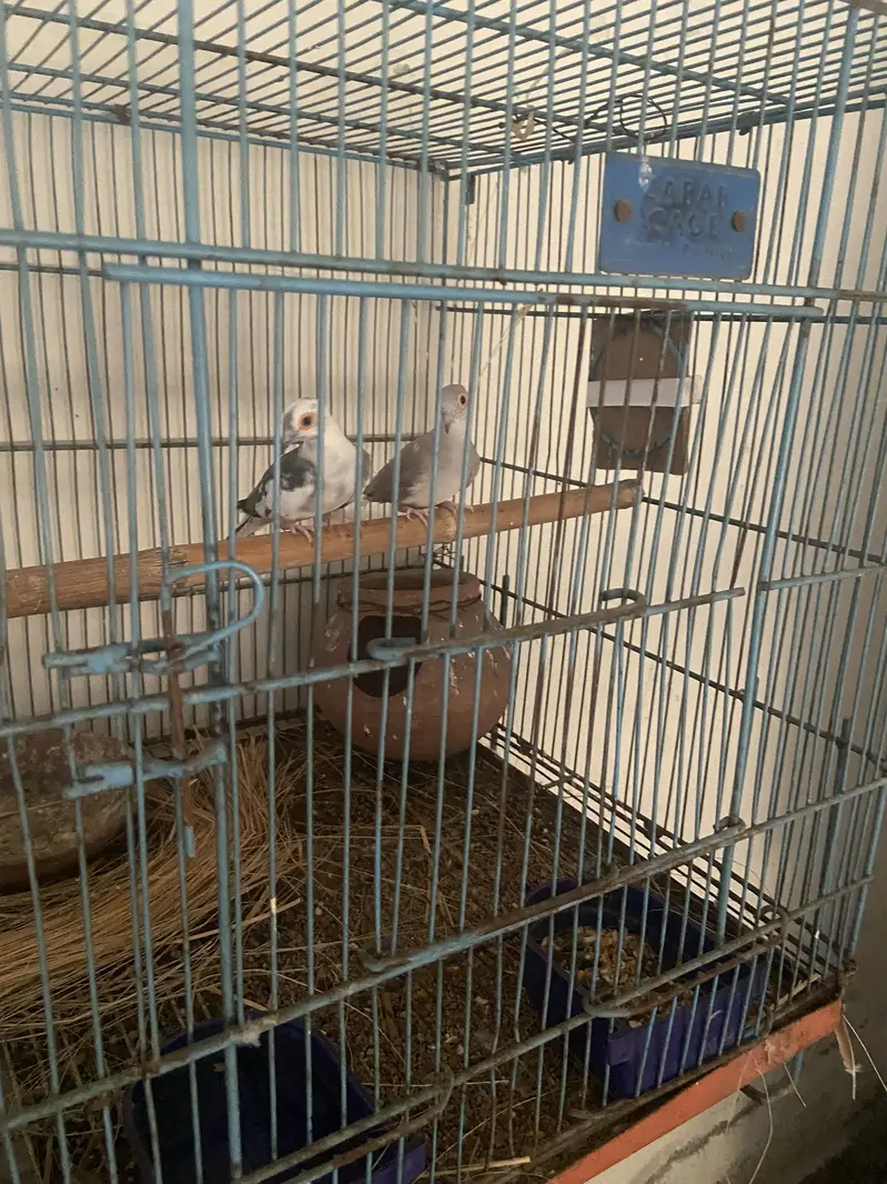 Java diamond dove cage boxes samundri jaagh — photo 4