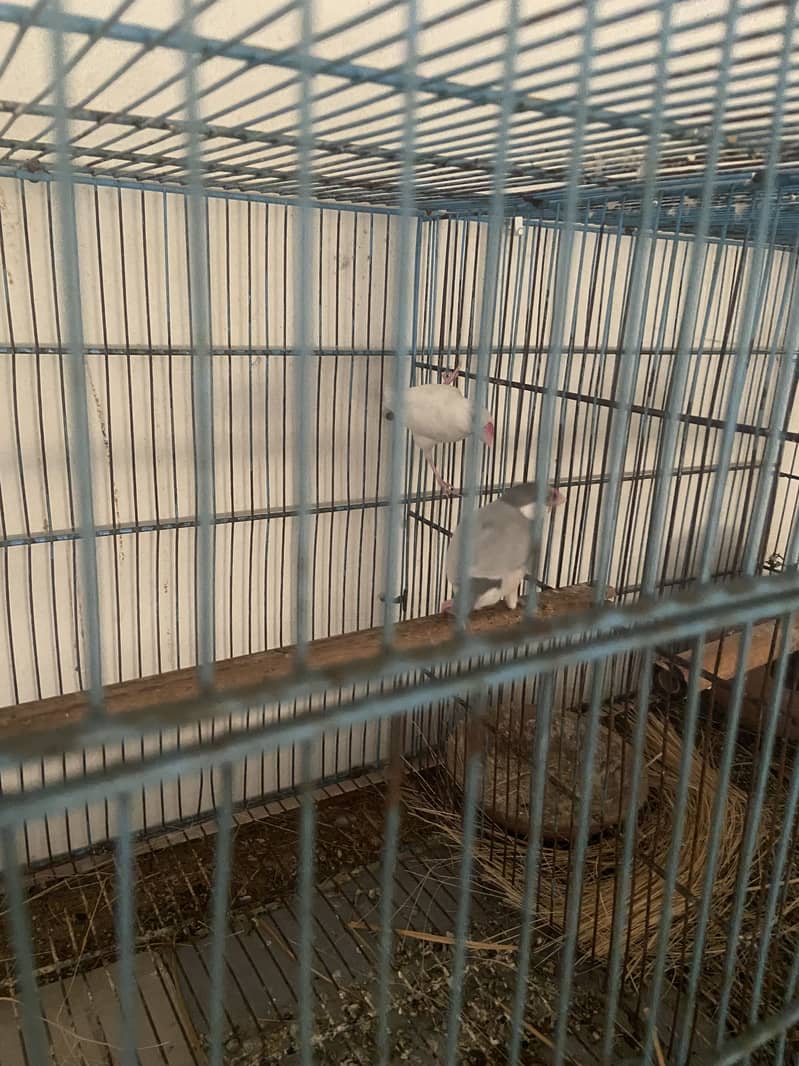 Java diamond dove cage boxes samundri jaagh 4