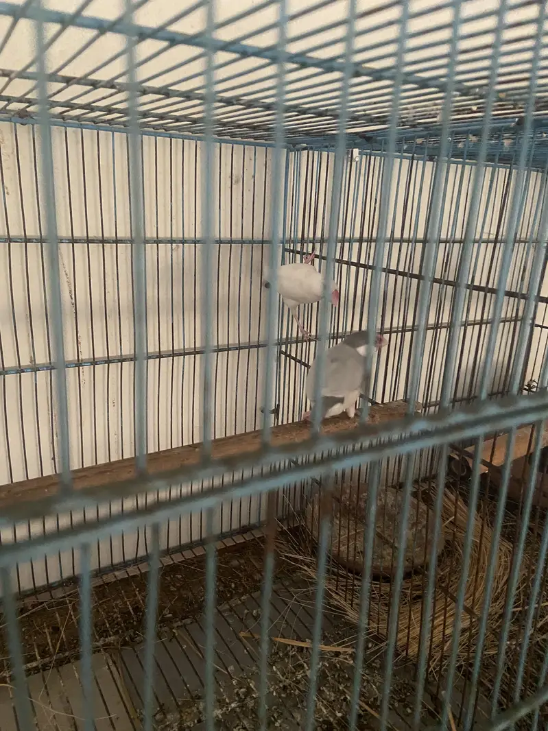 Java diamond dove cage boxes samundri jaagh — photo 5