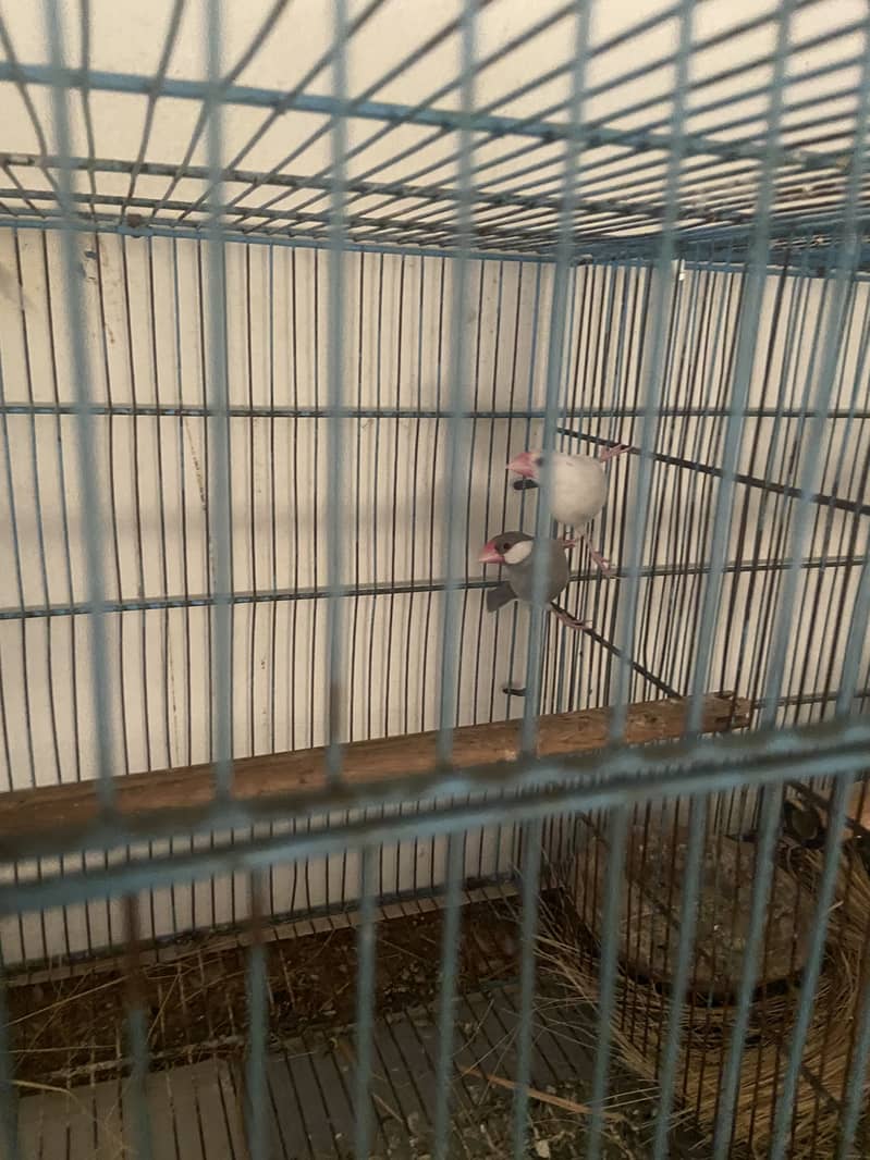 Java diamond dove cage boxes samundri jaagh 6