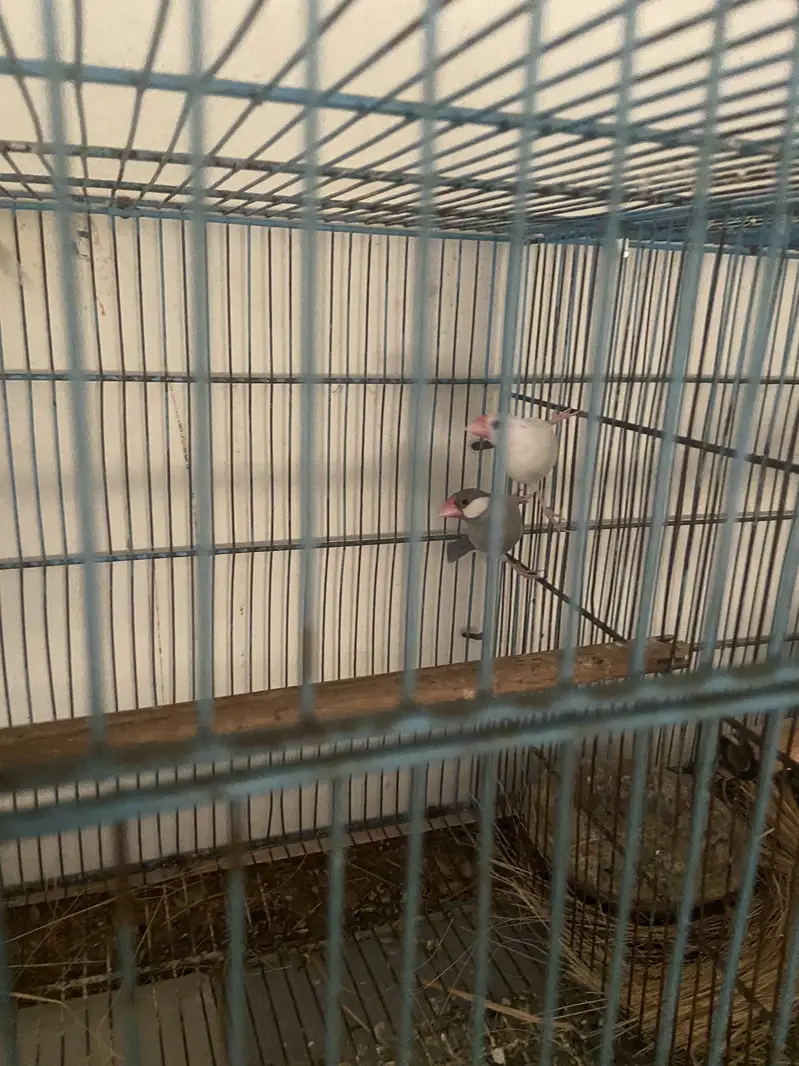 Java diamond dove cage boxes samundri jaagh — photo 7