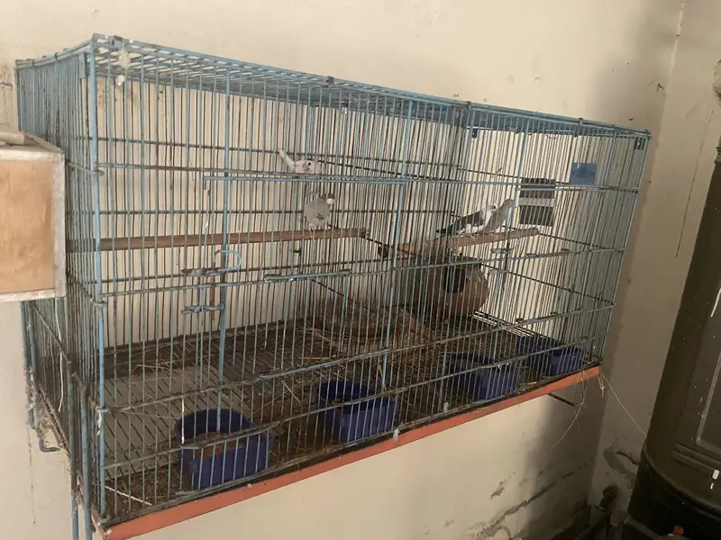 Java diamond dove cage boxes samundri jaagh — photo 8