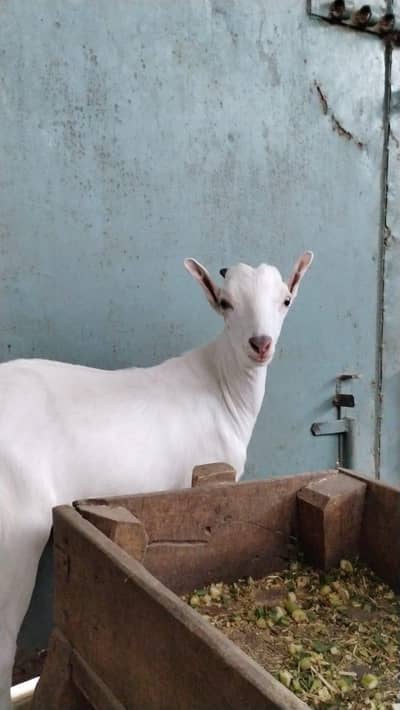 Teddy Bakra goat