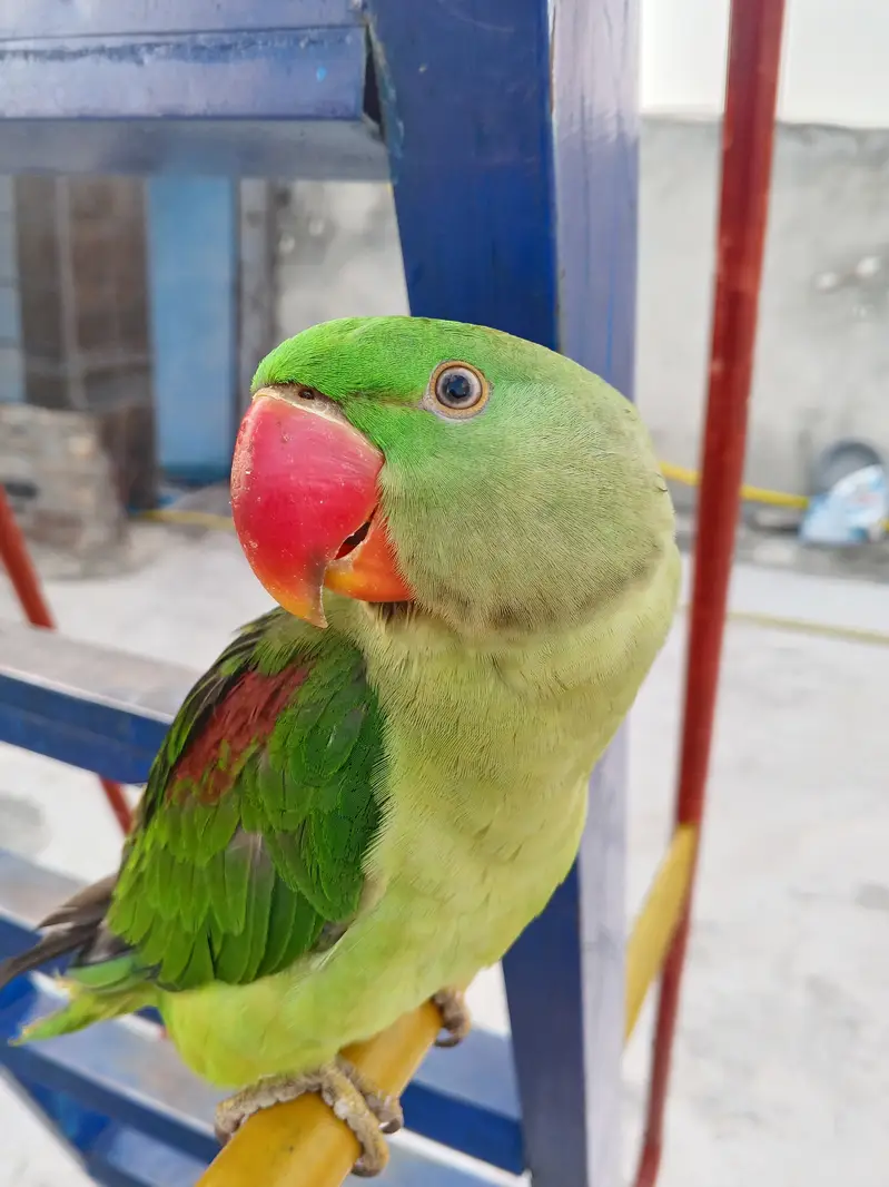 Full hand tame,zero bite,good health — photo 4