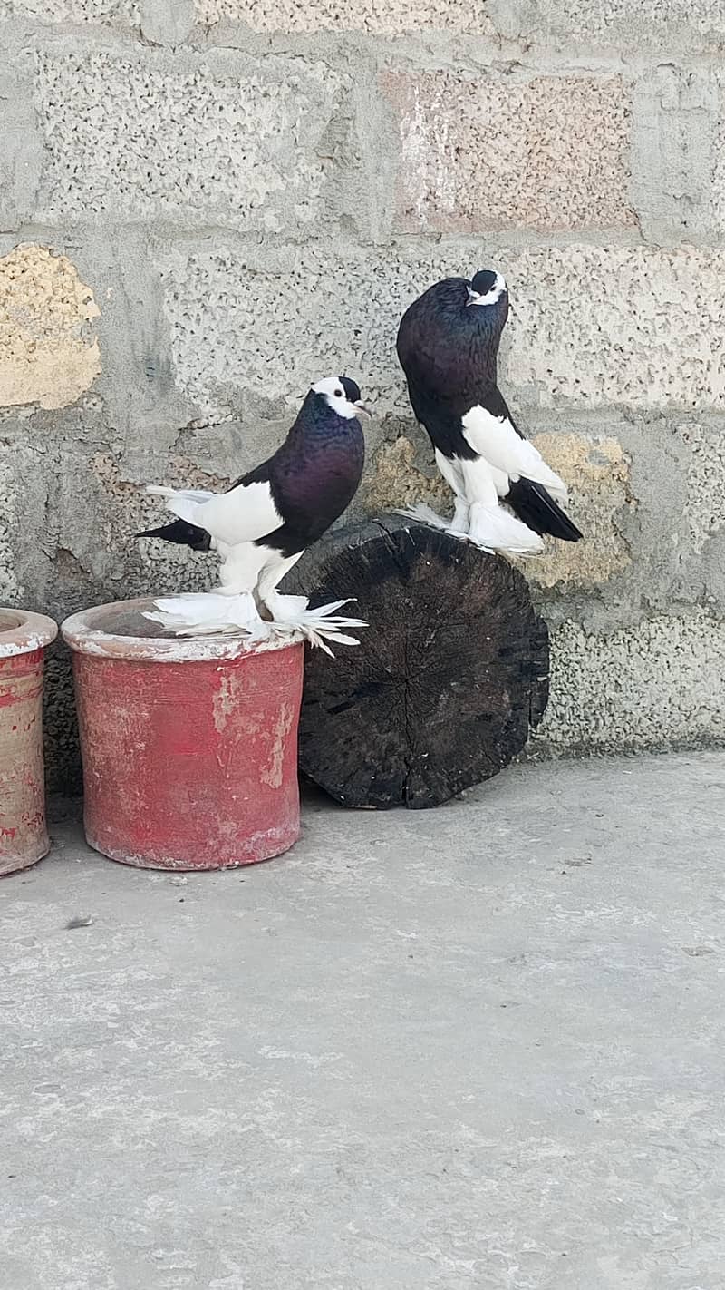 brider pair 2