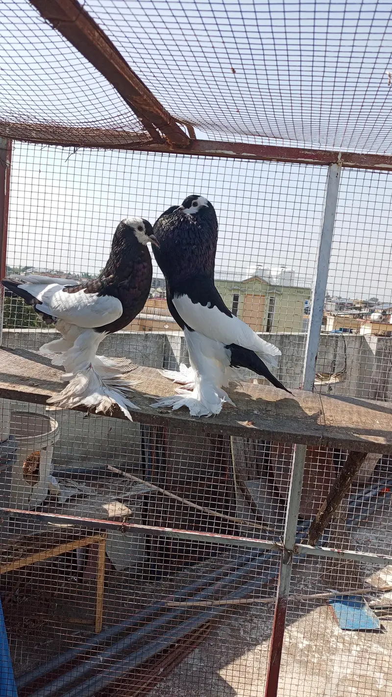 brider pair — photo 4