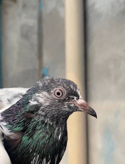 Pigan