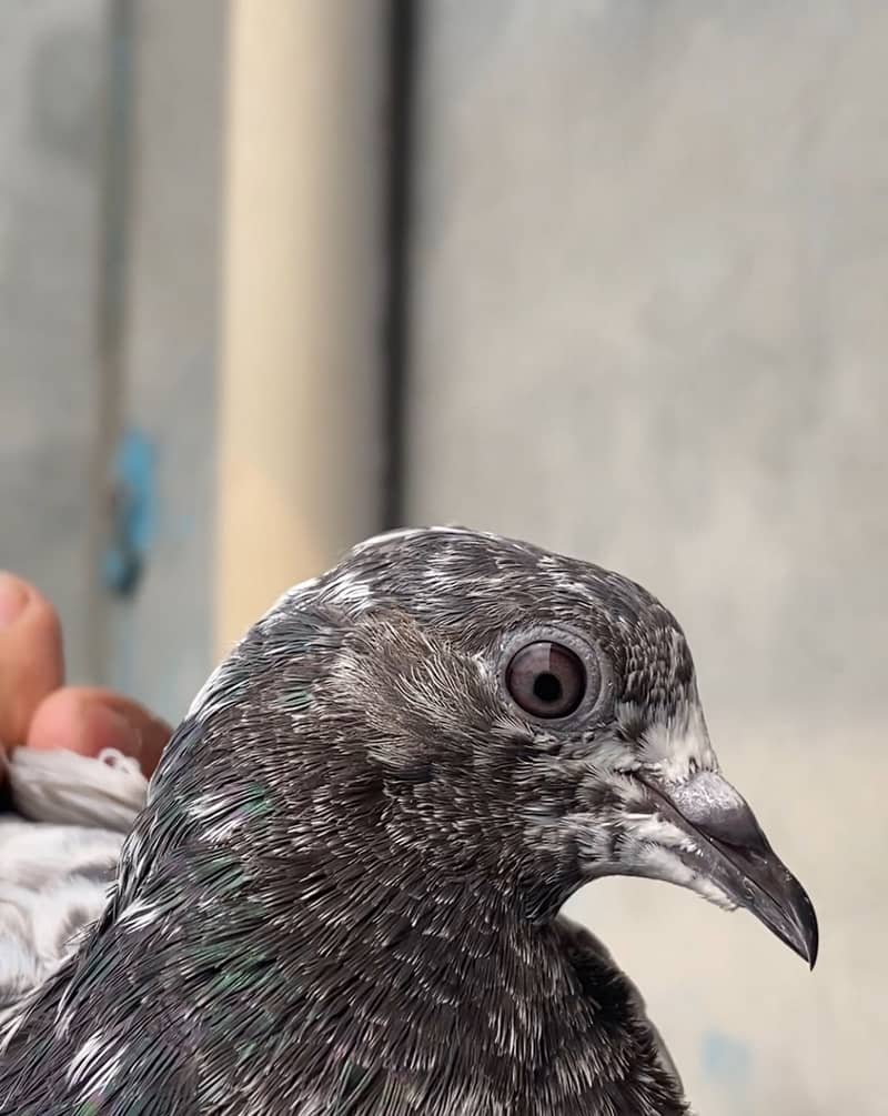 Pigan 4
