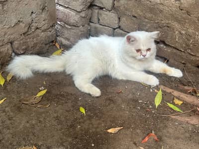 Russian Cat Triple Coat With Golden Eyes