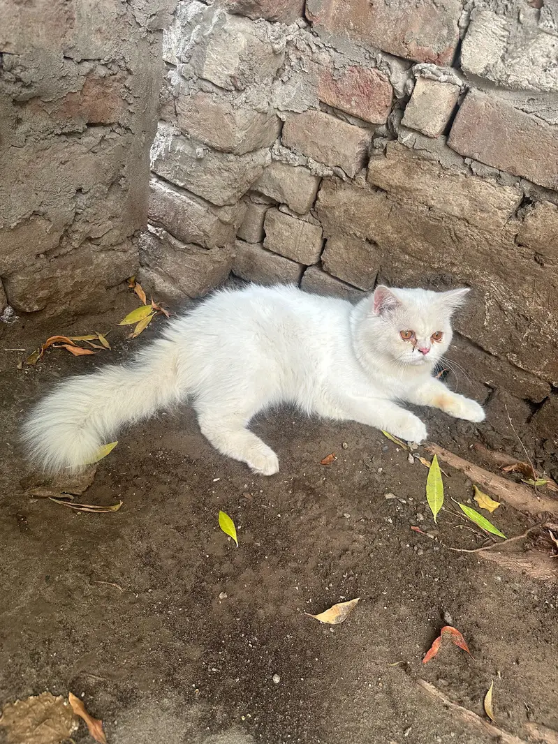 Russian Cat Triple Coat With Golden Eyes — photo 2