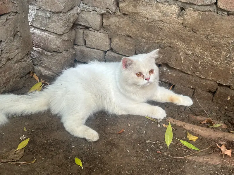 Russian Cat Triple Coat With Golden Eyes — photo 3