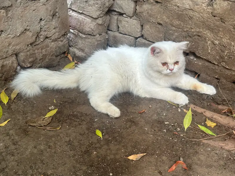 Russian Cat Triple Coat With Golden Eyes — photo 4