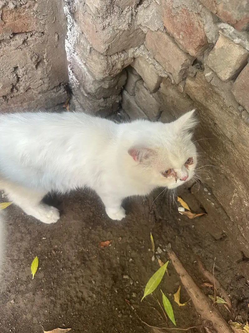 Russian Cat Triple Coat With Golden Eyes — photo 5