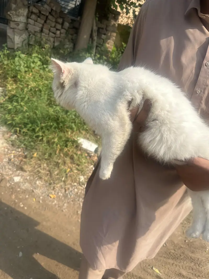 Russian Cat Triple Coat With Golden Eyes — photo 6