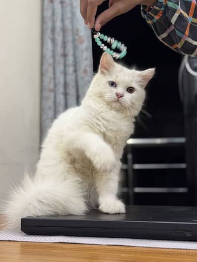 Perisian Male Cat for Sale