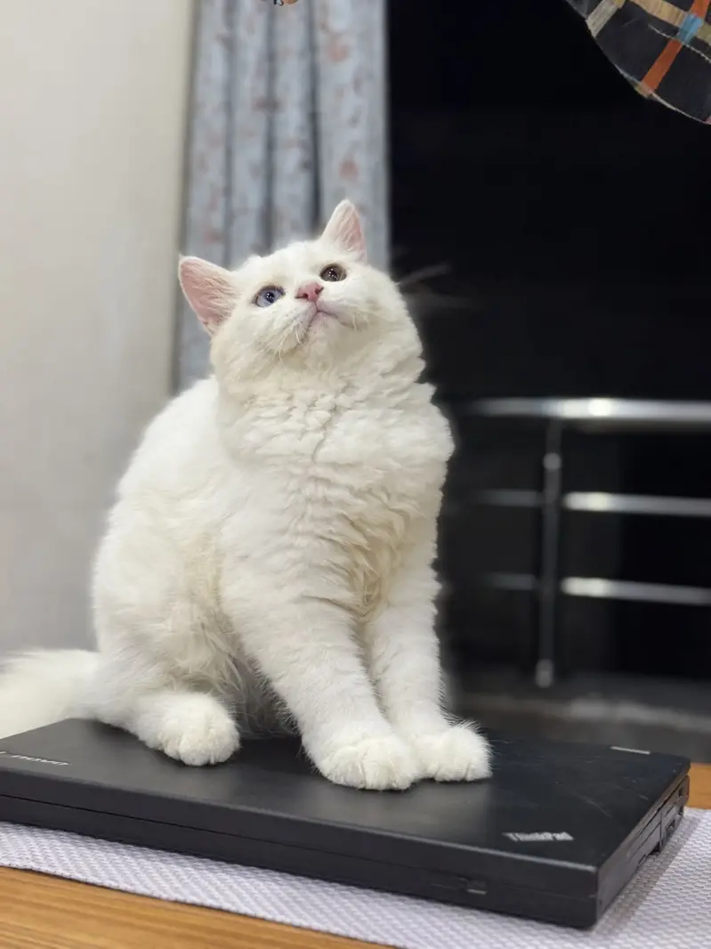 Perisian Male Cat for Sale — photo 2