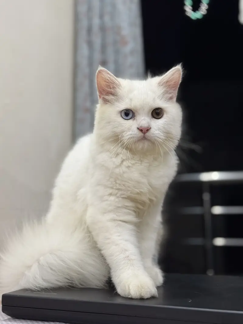 Perisian Male Cat for Sale — photo 3