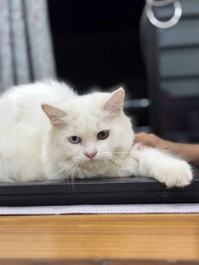 Perisian Male Cat for Sale — photo 4