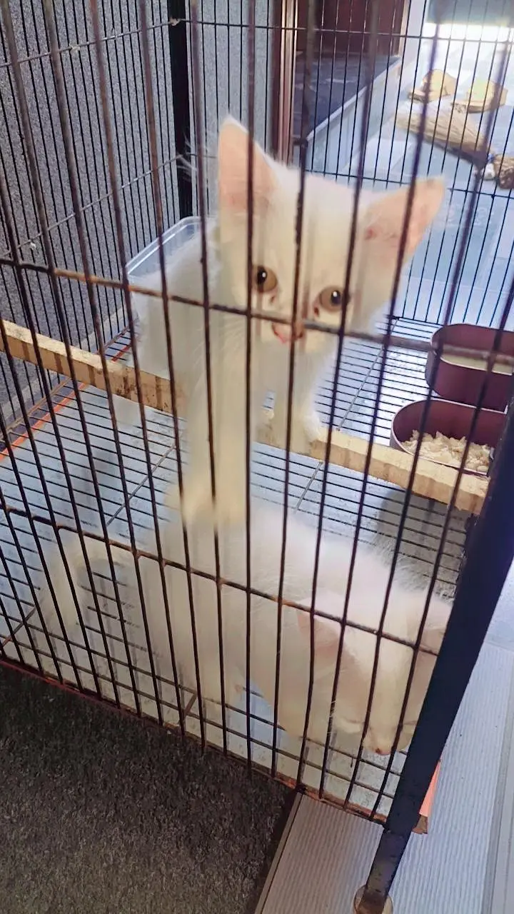 Persian cat — photo 2