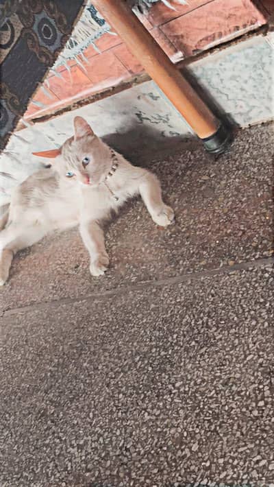 white colour beautiful cat 