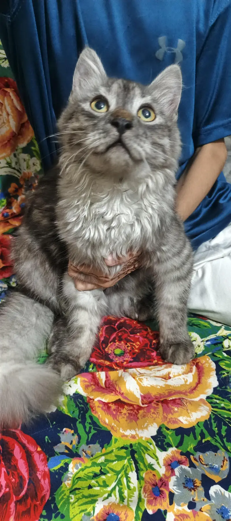 doll face cat — photo 2