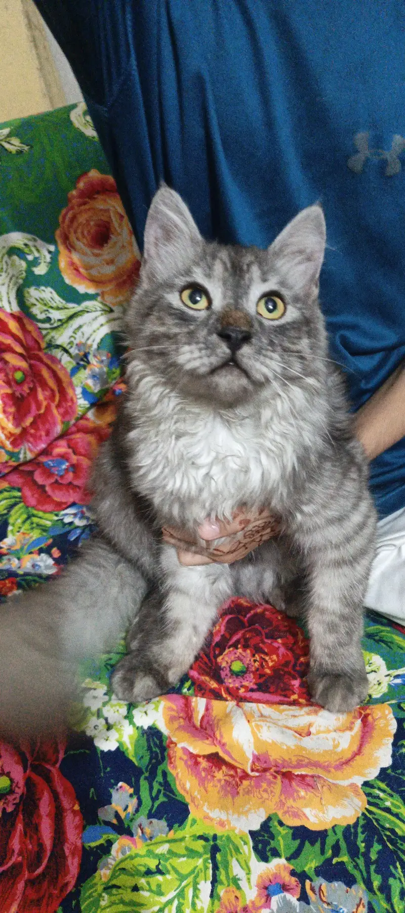 doll face cat — photo 3