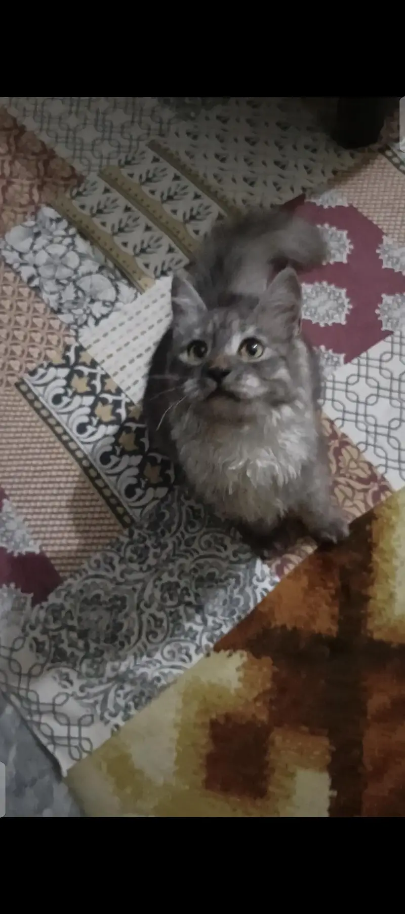 doll face cat — photo 5