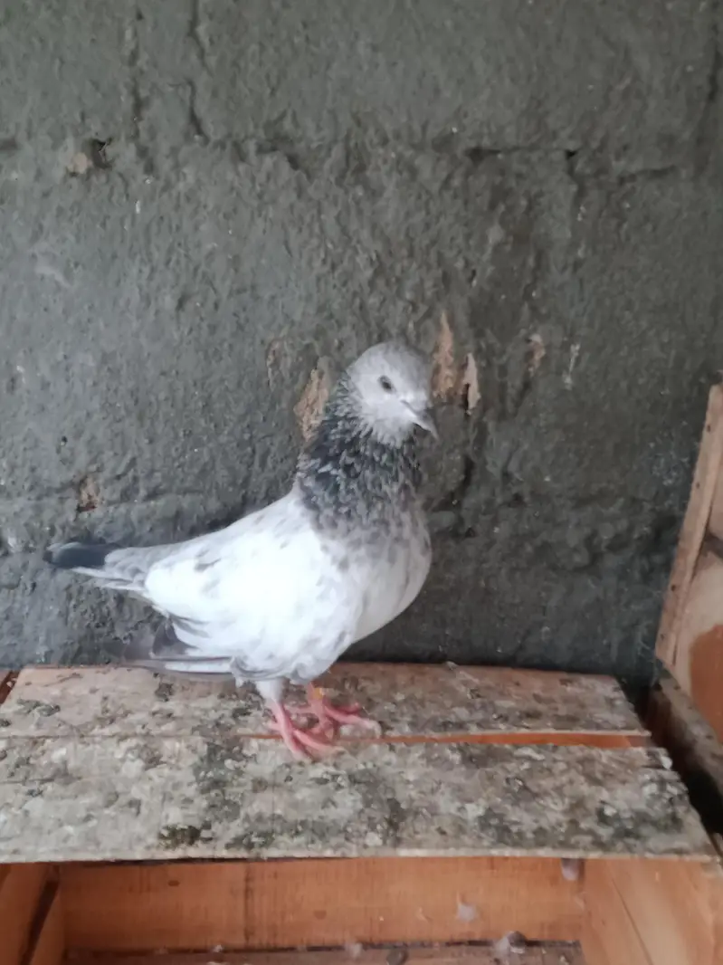females — photo 2