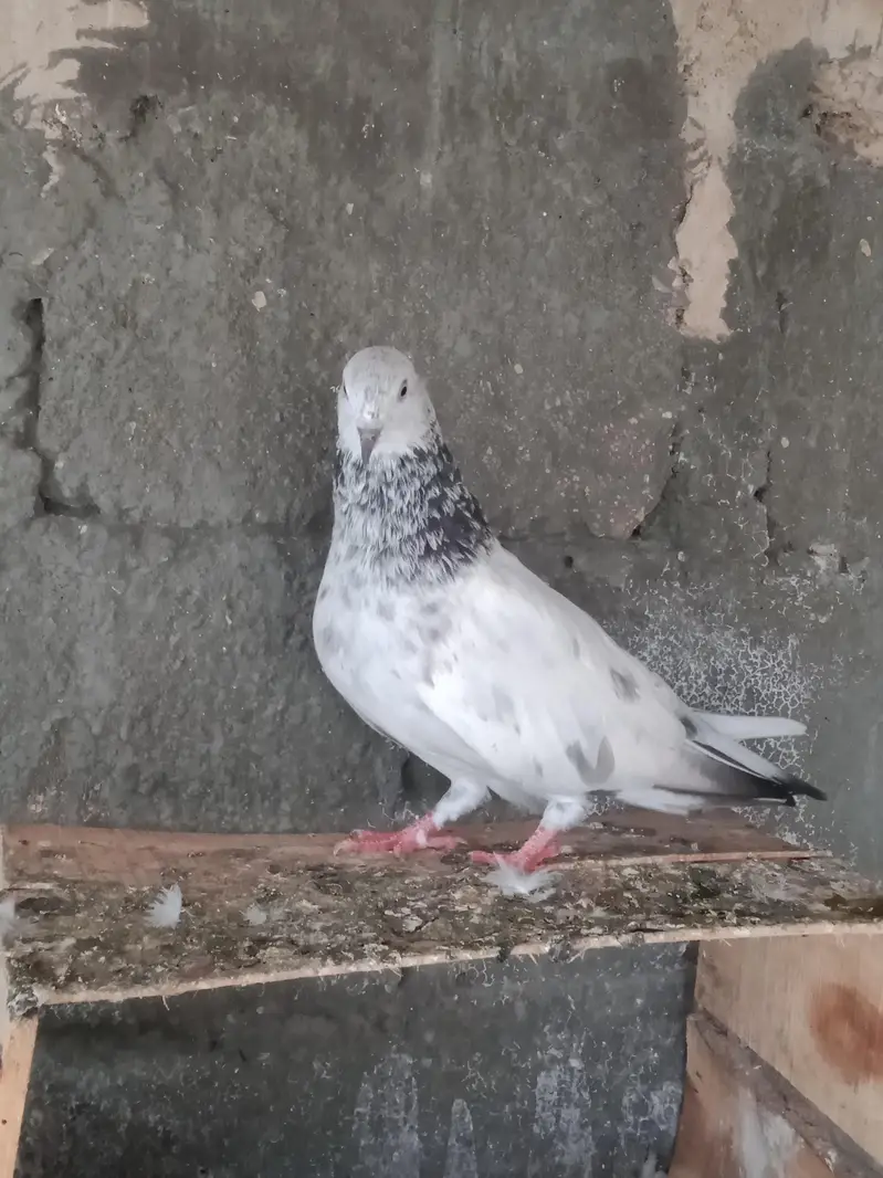 females — photo 3