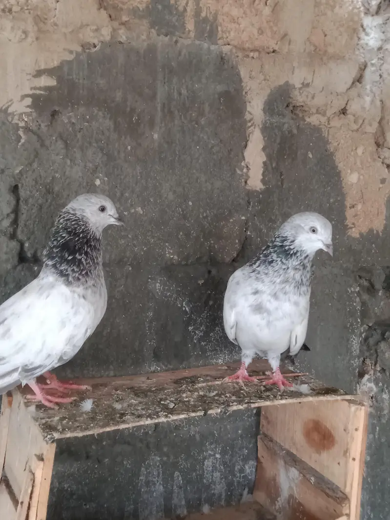 females — photo 4